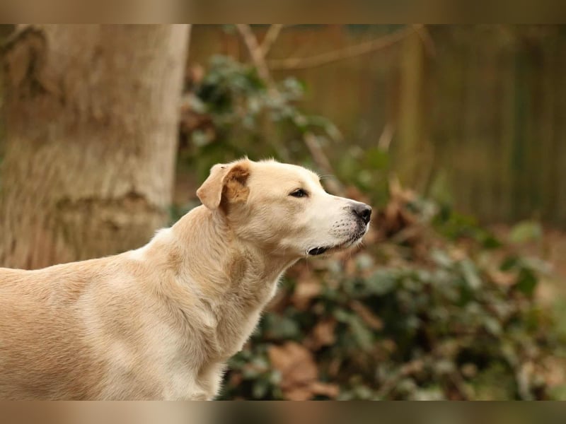 Tobi selbstbewusster Labrador Mischling Rüde charakterstark sucht Zuhause oder Pflegestelle