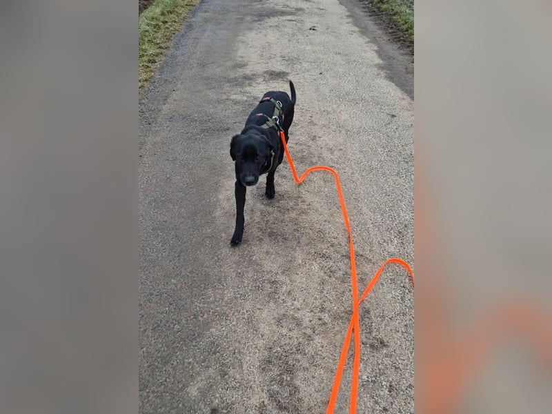 Haso / Buddy Labrador Mischling Rüde sucht Zuhause für immer