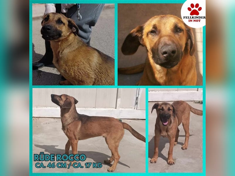 Rocco Malinois Mischlingsrüde Mischling Rüde Junghund sucht Zuhause oder Pflegestelle