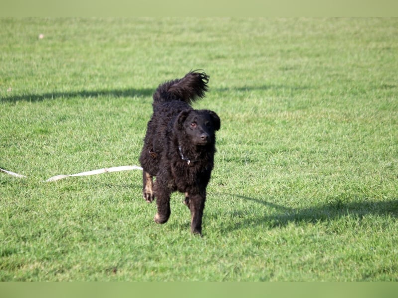 Vigo Welpe kroatischer Schäferhund Mischling Rüde Junghund sucht Zuhause für immer