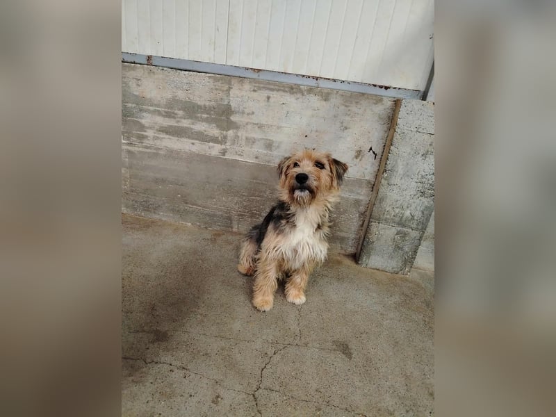 Misko junger, niedlicher Terrier Mischlingsrüde Mischling Rüde sucht Zuhause oder Pflegestelle