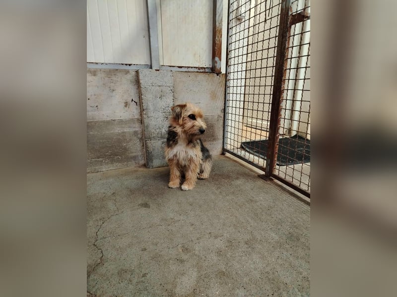 Misko junger, niedlicher Terrier Mischlingsrüde Mischling Rüde sucht Zuhause oder Pflegestelle