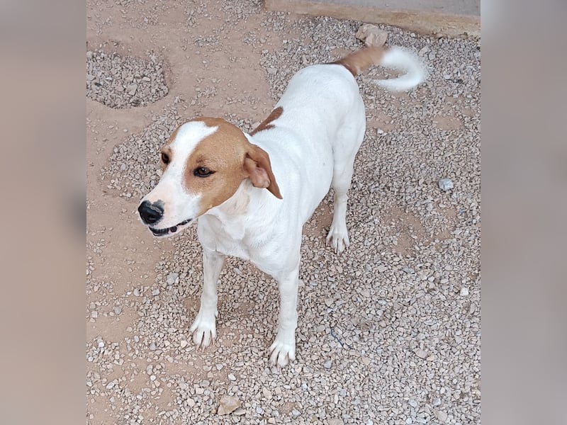 Siko aktiver Mischling Rüde Bracke sucht Zuhause oder Pflegestelle