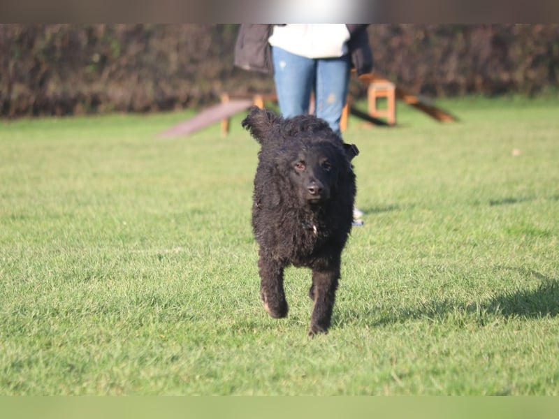 Vigo Welpe kroatischer Schäferhund Mischling Rüde Junghund sucht Zuhause für immer