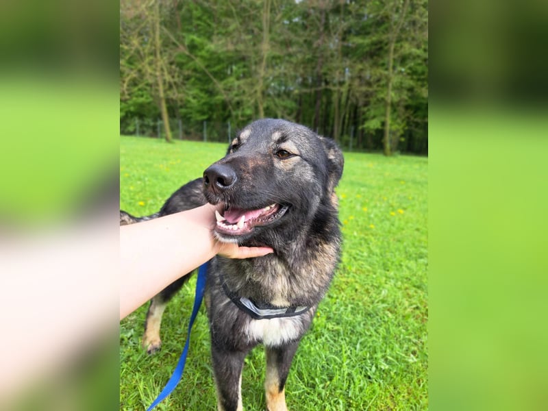 Benni mittelgroßer Mischlingshund Mischling Rüde sucht Zuhause oder Pflegestelle