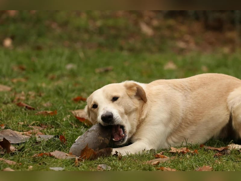 Tobi selbstbewusster Labrador Mischling Rüde charakterstark sucht Zuhause oder Pflegestelle