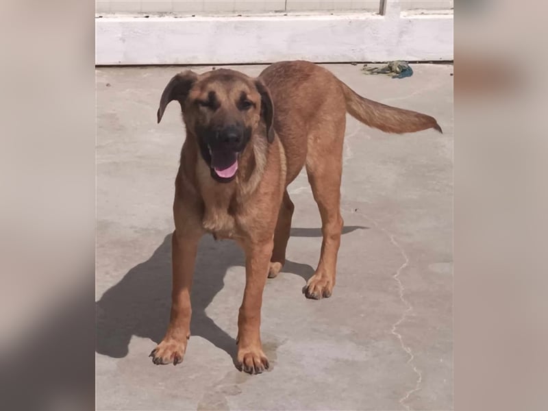 Rocco Malinois Mischlingsrüde Mischling Rüde Junghund sucht Zuhause oder Pflegestelle