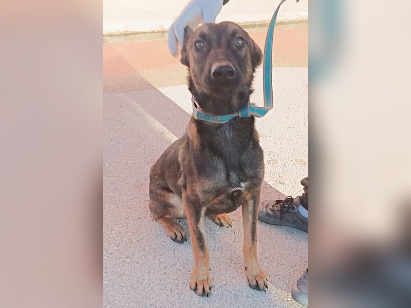 Charles Malinois Mischling Rüde Junghund sucht Zuhause oder Pflegestelle