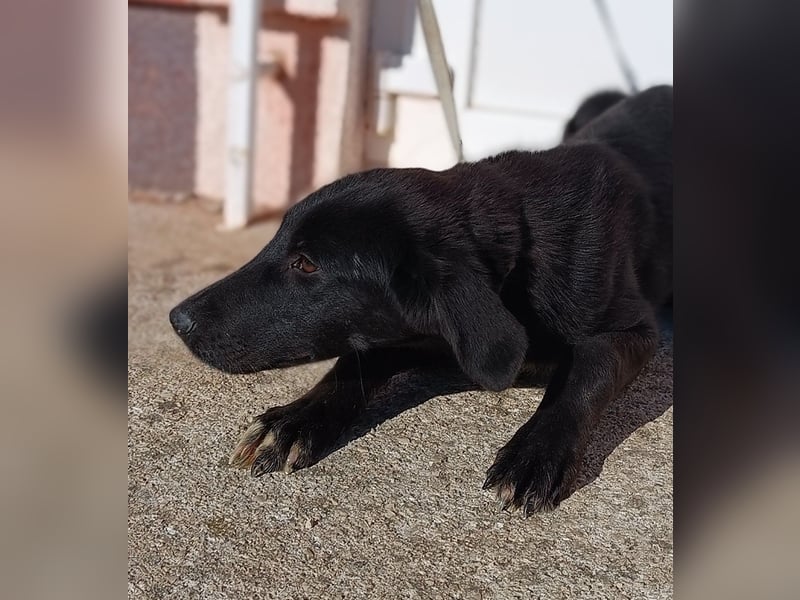 Gabriela Mischling Hündin Junghund sucht Zuhause oder Pflegestelle