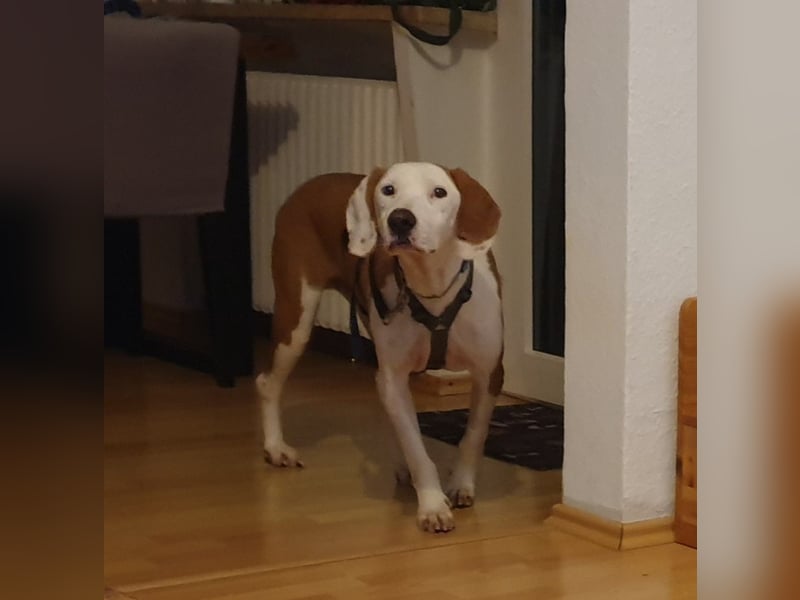 Bjelko / Monty Bracken Mischling Rüde sucht Zuhause für immer