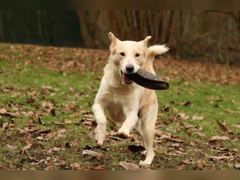 Tobi selbstbewusster Labrador Mischling Rüde charakterstark sucht Zuhause oder Pflegestelle