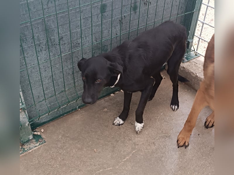 Neno Mischlingsrüde Mischling Rüde sucht Zuhause oder Pflegestelle