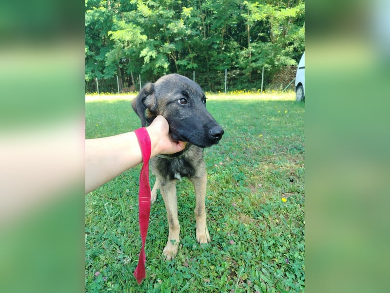 Toby junger Schäferhund Mischlingsrüde Mischling Rüde Junghund sucht Zuhause oder Pflegestelle