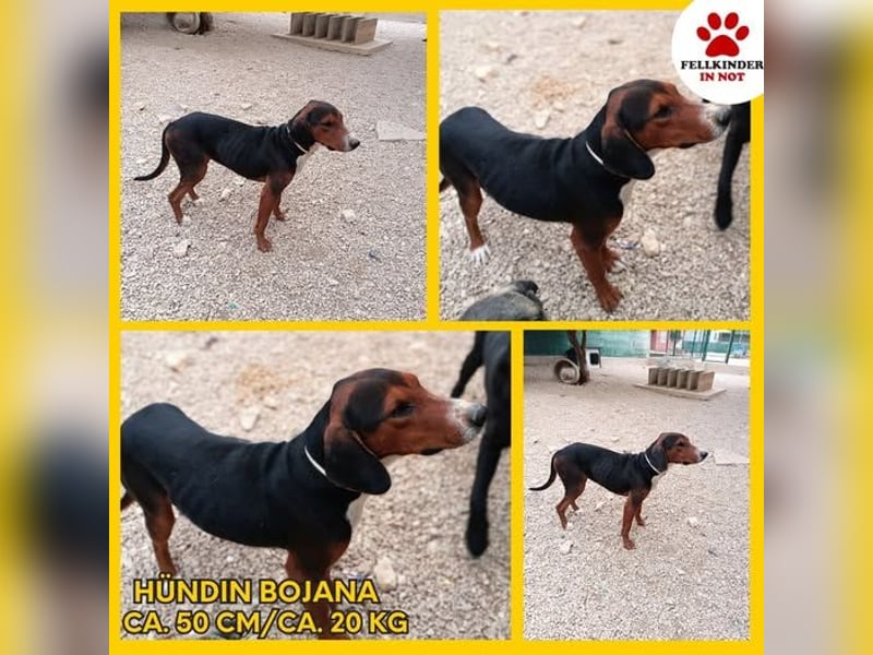 Bojana Bracken Mischlingshündin Bracke Mischling Hündin Junghund sucht Zuhause oder Pflegestelle