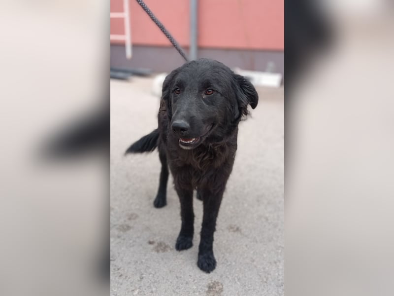 Nick kroatischer Schäferhund Mischling Rüde Junghund sucht Zuhause oder Pflegestelle