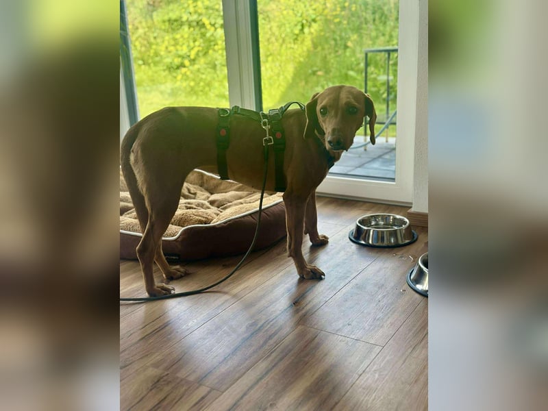 Nola Bracke Mischling Hündin Traumhund sucht Zuhause für immer