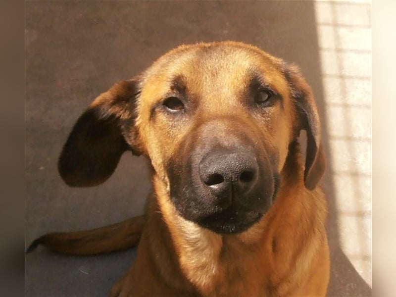 Rocco Malinois Mischlingsrüde Mischling Rüde Junghund sucht Zuhause oder Pflegestelle