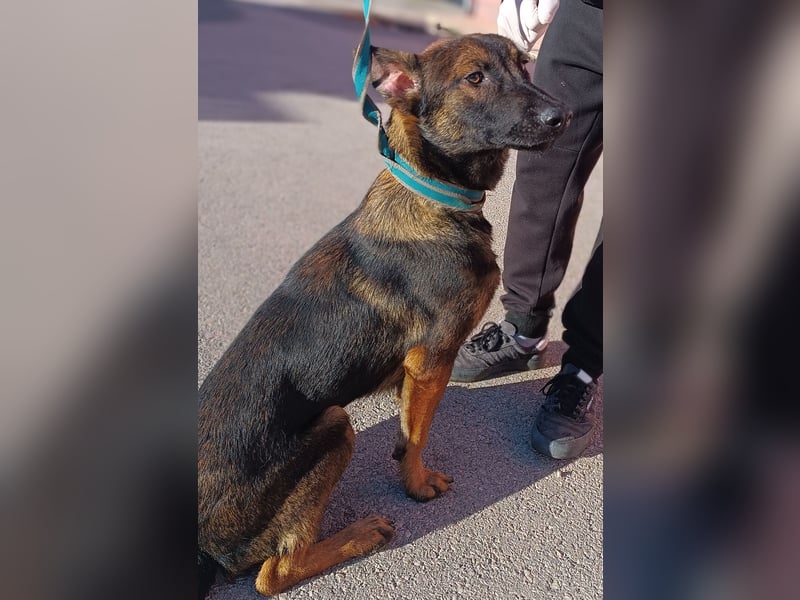 Charles Malinois Mischling Rüde Junghund sucht Zuhause oder Pflegestelle