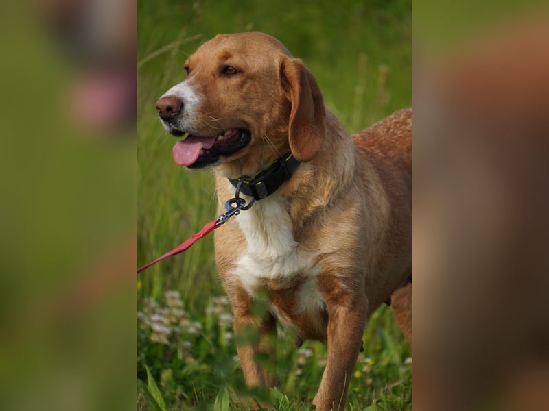 Brina Traumhündin Mischling Hündin katzenverträglich kinderlieb sucht Zuhause oder Pflegestelle