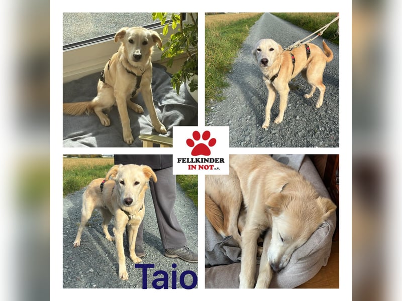 Taio junger Retriever Mischlingsrüde Mischling Rüde sucht Zuhause für immer