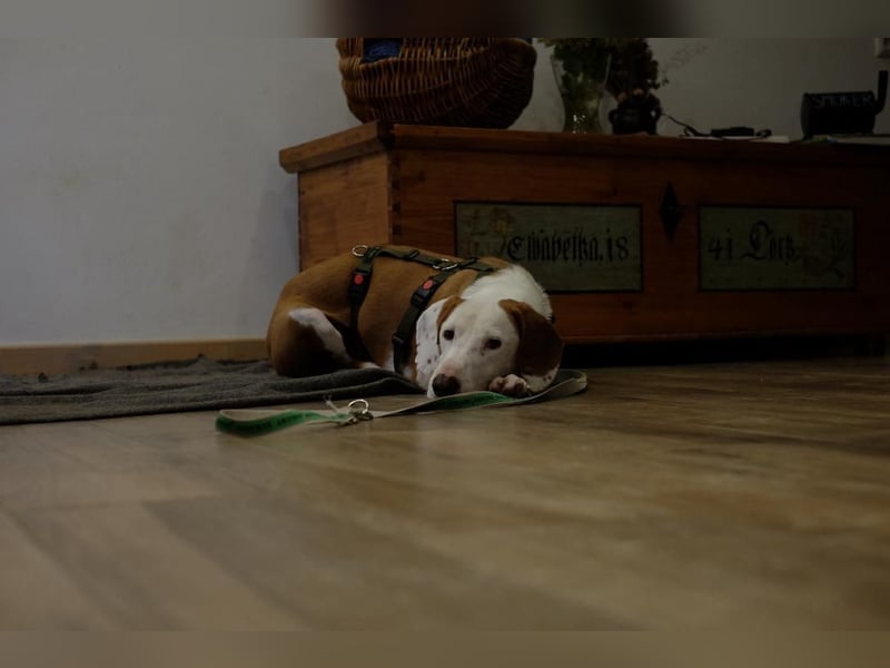 Bjelko / Monty Bracken Mischling Rüde sucht Zuhause für immer