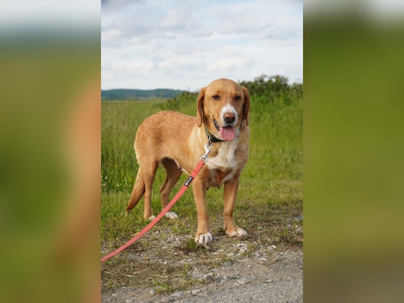 Brina Traumhündin Mischling Hündin katzenverträglich kinderlieb sucht Zuhause oder Pflegestelle