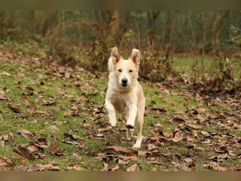 Tobi selbstbewusster Labrador Mischling Rüde charakterstark sucht Zuhause oder Pflegestelle