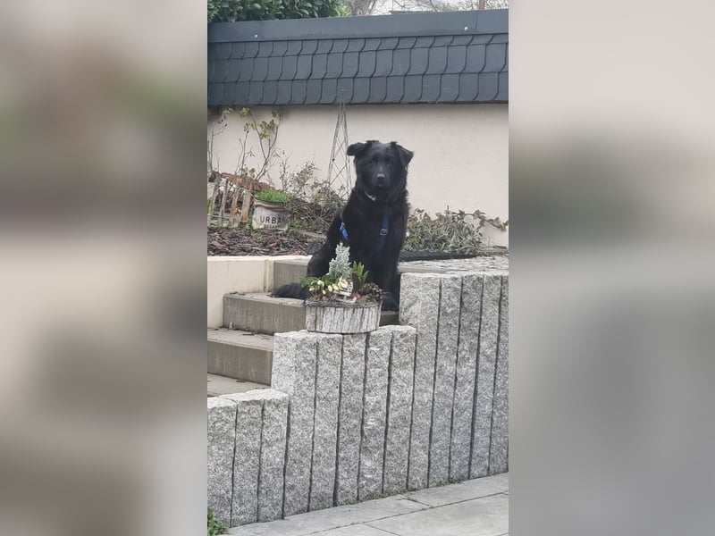 Nick / Niko kroatischer Schäferhund Mischling Rüde Junghund sucht Zuhause für immer