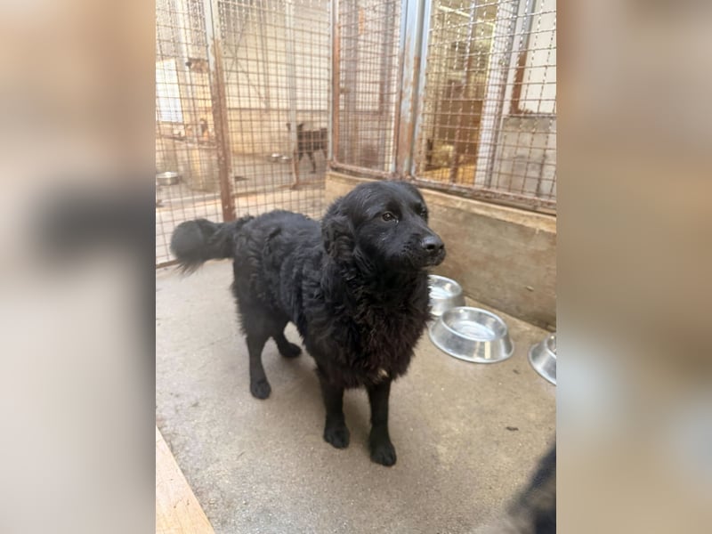 Yoru Traumhund lieber kroatischer Schäferhund Mischling Rüde sucht Zuhause oder Pflegestelle