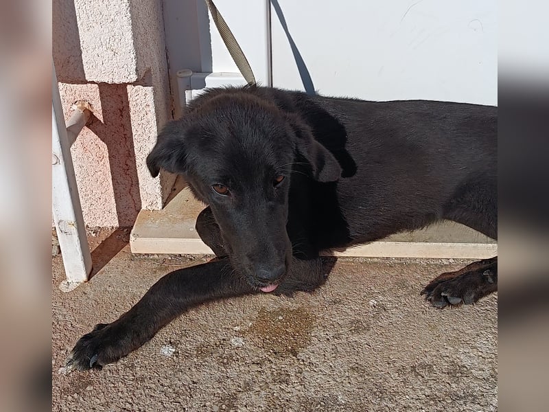 Gabriela Mischling Hündin Junghund sucht Zuhause oder Pflegestelle