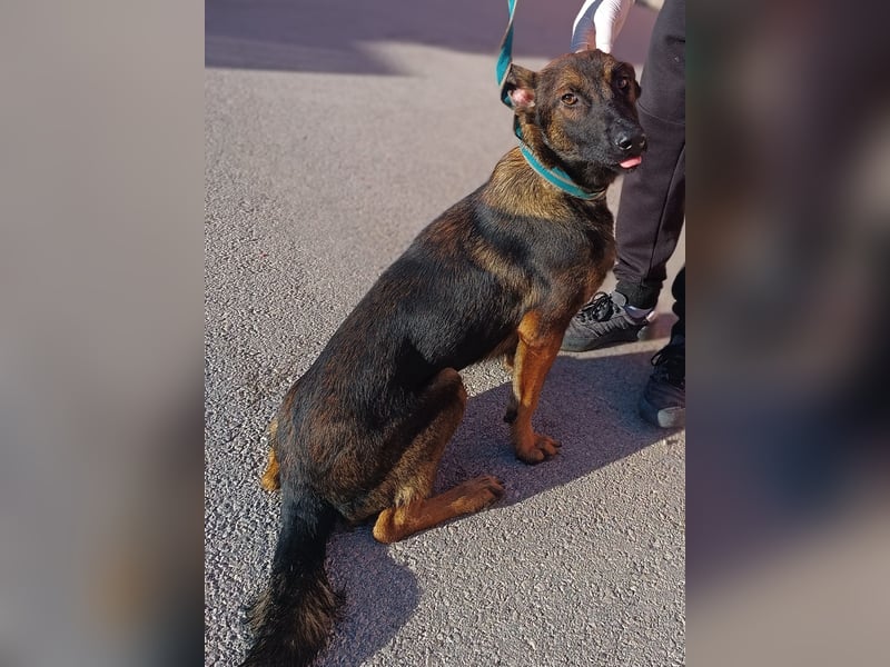 Charles Malinois Mischling Rüde Junghund sucht Zuhause oder Pflegestelle