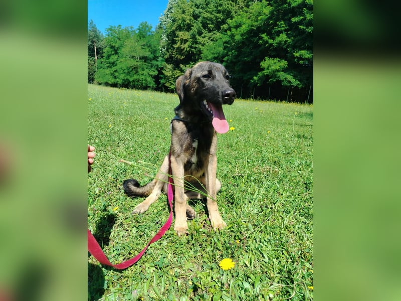 Toby junger Schäferhund Mischlingsrüde Mischling Rüde Junghund sucht Zuhause oder Pflegestelle