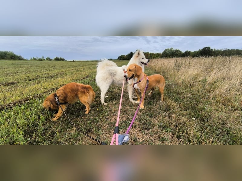Brina Traumhündin Mischling Hündin katzenverträglich kinderlieb sucht Zuhause oder Pflegestelle