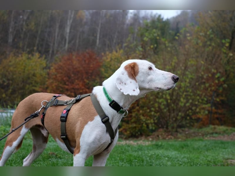Bjelko / Monty Bracken Mischling Rüde sucht Zuhause für immer
