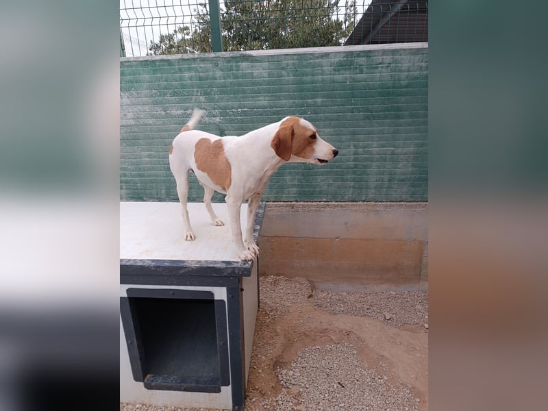 Siko aktiver Mischling Rüde Bracke sucht Zuhause oder Pflegestelle