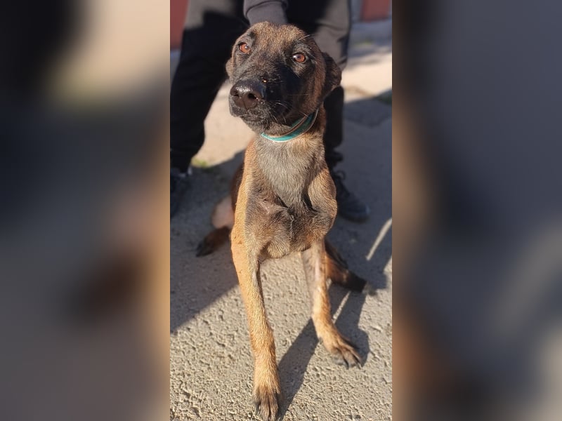 Kaya Malinois Mischling Hündin Junghund sucht Zuhause oder Pflegestelle