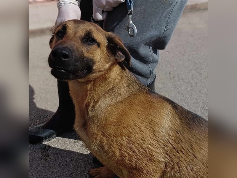 Rocco Malinois Mischlingsrüde Mischling Rüde Junghund sucht Zuhause oder Pflegestelle
