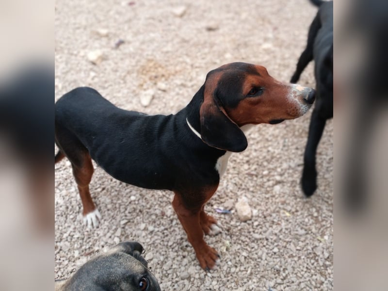 Bojana Bracken Mischlingshündin Bracke Mischling Hündin Junghund sucht Zuhause oder Pflegestelle