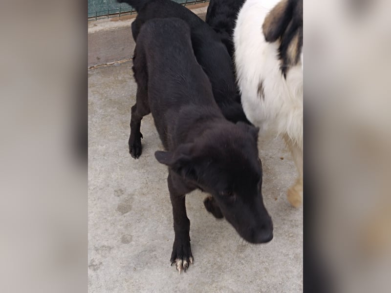 Gabriela Mischling Hündin Junghund sucht Zuhause oder Pflegestelle