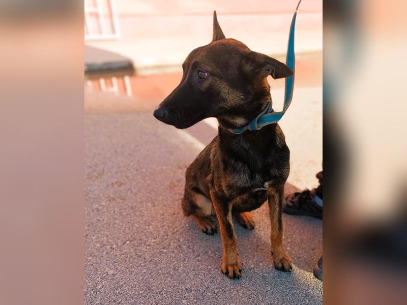 Charles Malinois Mischling Rüde Junghund sucht Zuhause oder Pflegestelle