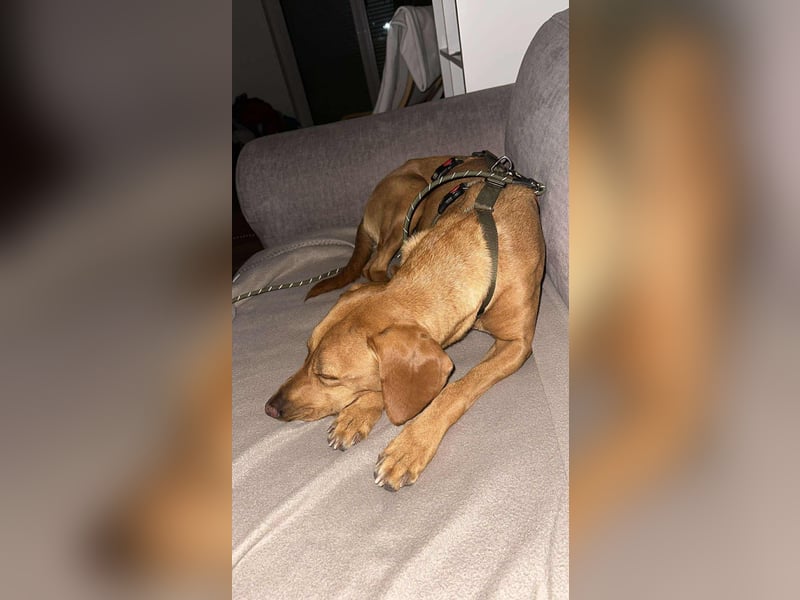 Nola Bracke Mischling Hündin Traumhund sucht Zuhause für immer