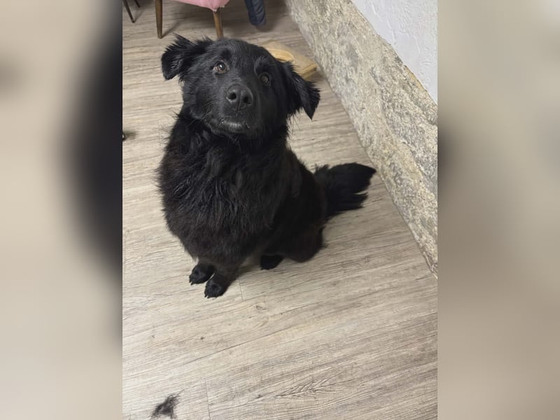 Nick / Niko kroatischer Schäferhund Mischling Rüde Junghund sucht Zuhause für immer