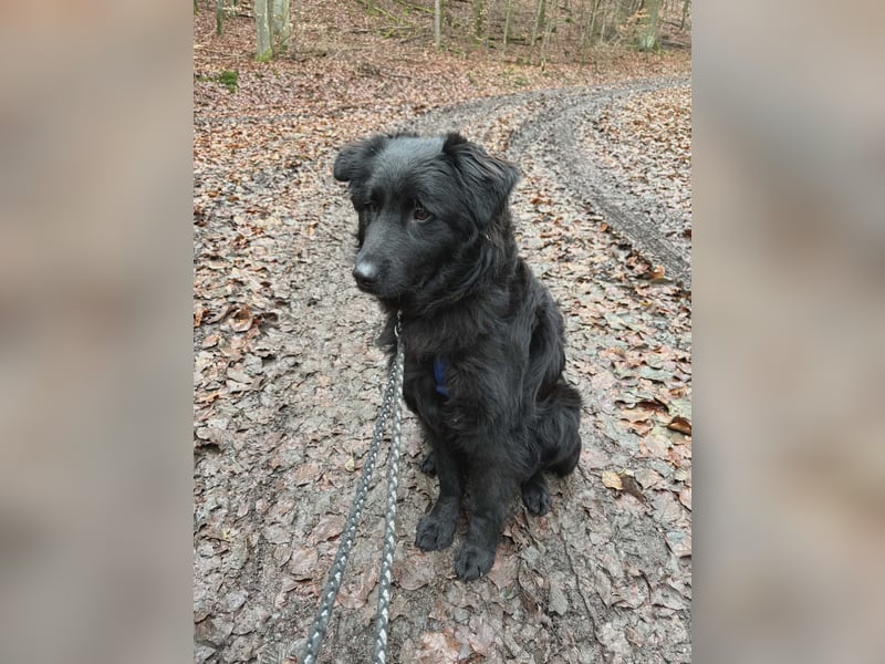 Nick / Niko kroatischer Schäferhund Mischling Rüde Junghund sucht Zuhause für immer