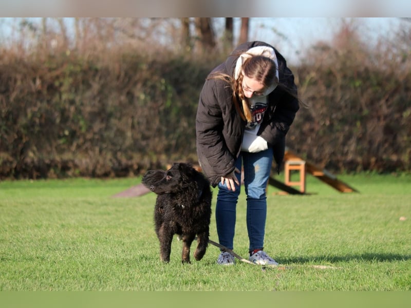 Vigo Welpe kroatischer Schäferhund Mischling Rüde Junghund sucht Zuhause für immer