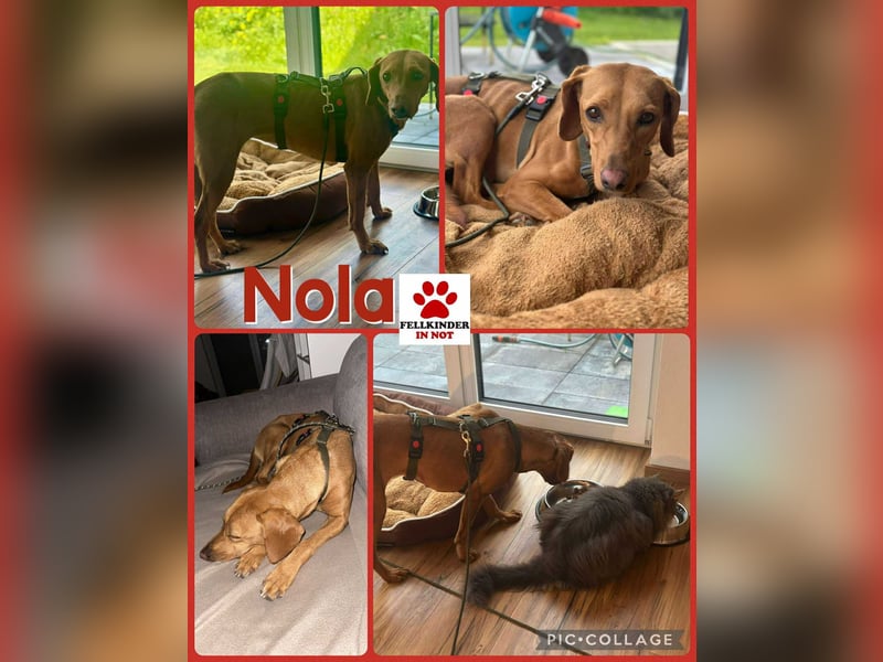 Nola Bracke Mischling Hündin Traumhund sucht Zuhause für immer