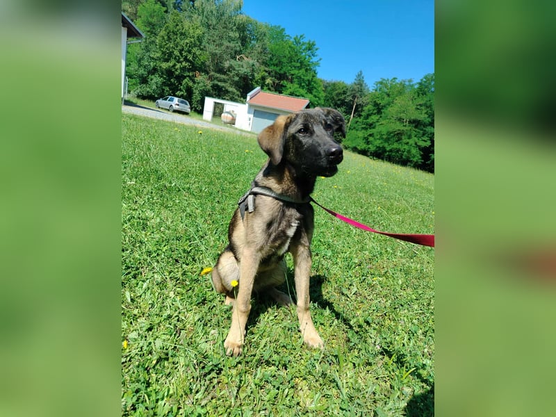 Toby junger Schäferhund Mischlingsrüde Mischling Rüde Junghund sucht Zuhause oder Pflegestelle