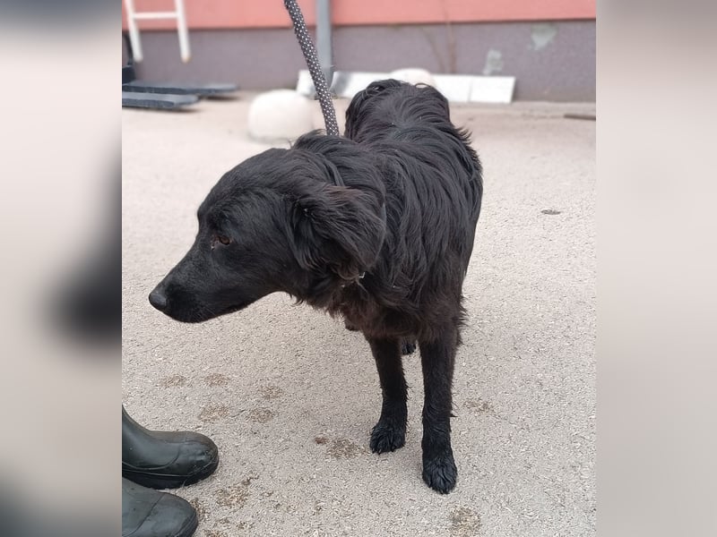 Nick kroatischer Schäferhund Mischling Rüde Junghund sucht Zuhause oder Pflegestelle