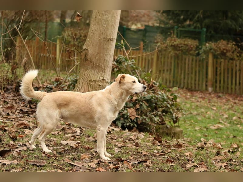 Tobi selbstbewusster Labrador Mischling Rüde charakterstark sucht Zuhause oder Pflegestelle