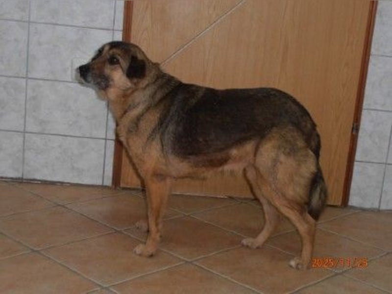 Matilda Schäferhund Mischlingshündin Mischling Hündin Senior sucht Zuhause oder Pflegestelle