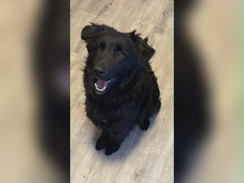 Nick / Niko kroatischer Schäferhund Mischling Rüde Junghund sucht Zuhause für immer